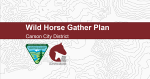 BLM Approves Plan to Manage Wild Horse Population in North Complex