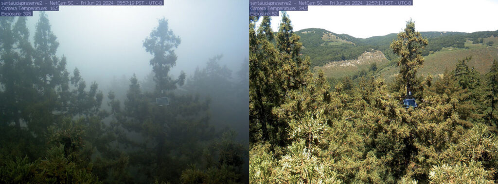 Machine Learning Aids Redwood Conservation Amid Fog Decline Challenges Machine Learning Aids Redwood Conservation Amid Fog Decline Challenges