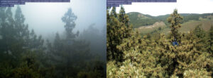 Machine Learning Aids Redwood Conservation Amid Fog Decline Challenges Machine Learning Aids Redwood Conservation Amid Fog Decline Challenges