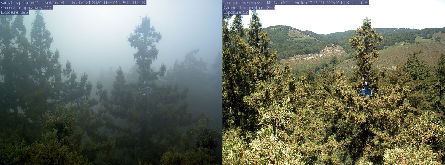 Machine Learning Aids Redwood Conservation Amid Fog Decline Challenges