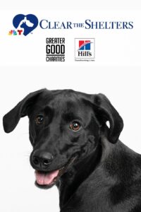 Maricopa County Joins ‘Clear The Shelters’ for Pet Adoption Campaign