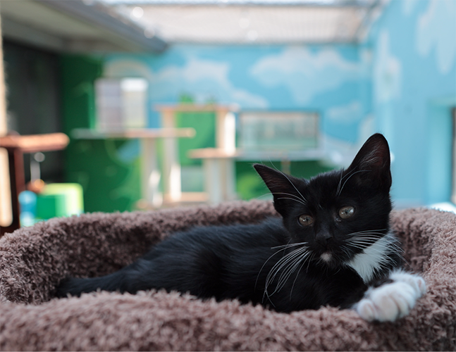 Students and Community Unite to Enhance Shelter Cats’ Living Spaces[embed]https://www.youtube.com/watch?v=05gRLgmQzlY[/embed]