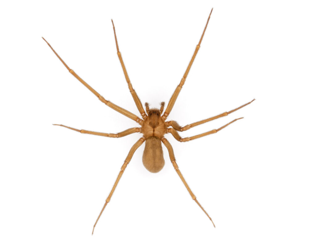 Understanding Brown Recluse Spiders: Myths, Bites, and Venom Effects Understanding Brown Recluse Spiders: Myths, Bites, and Venom Effects