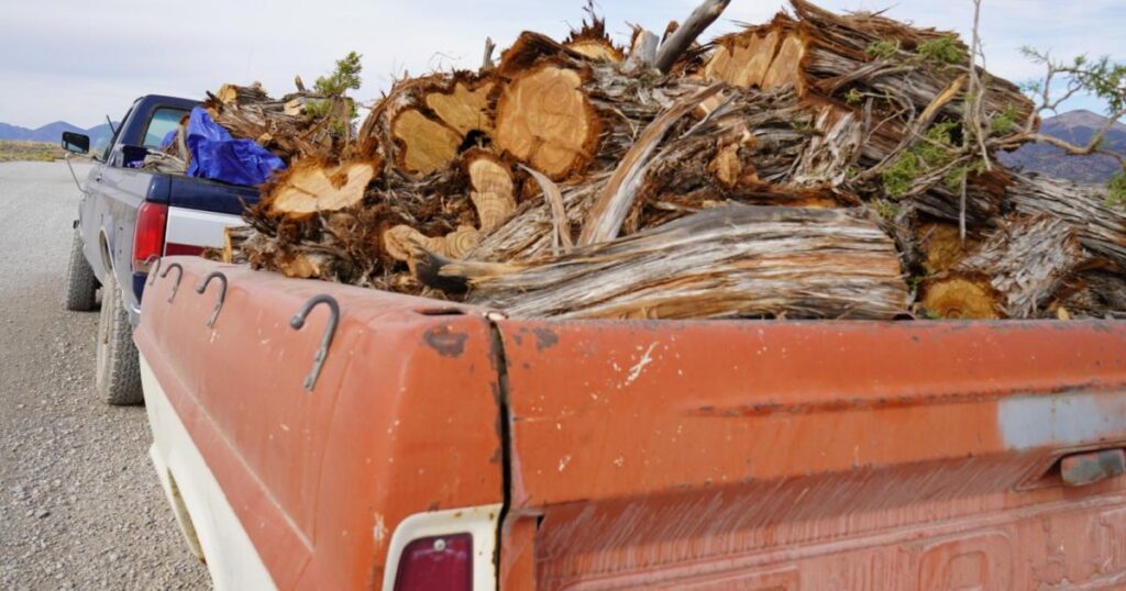 BLM Ely District Offers Pinyon-Juniper Firewood Permits for  per Cord