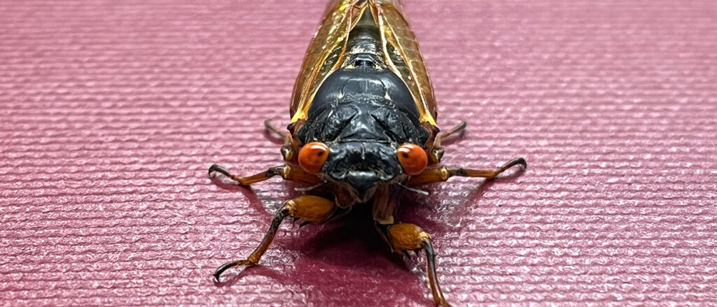 Periodical Cicadas Face Extinction Due to Old-Growth Forest Loss