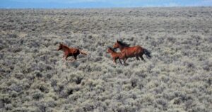 BLM Begins Wild Horse Gather in Nevada to Protect Herd Health BLM Begins Wild Horse Gather in Nevada to Protect Herd Health