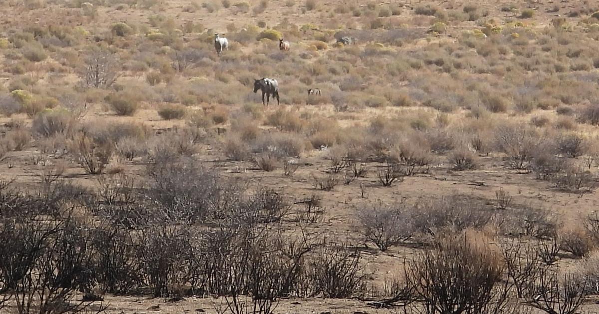 BLM Concludes Wild Horse Gather Near Reno, Protecting 323 Horses