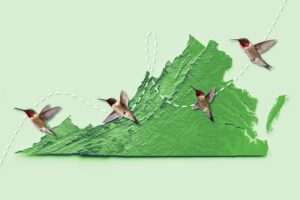 Bird Migration Through Virginia: Insights and Tips from David Carr