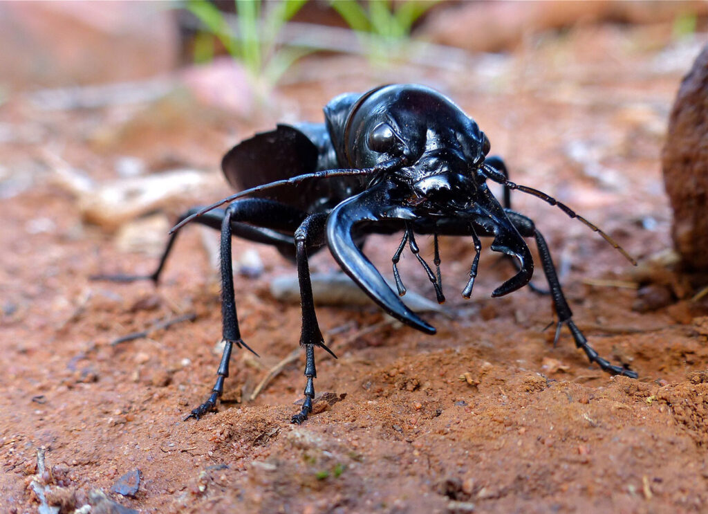 DNA study reveals ancient ties of tiger beetles across continents