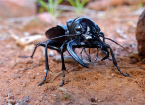 DNA study reveals ancient ties of tiger beetles across continents