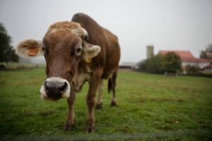 Governor Shapiro Launches Strategic Agriculture Plan for Pennsylvania
