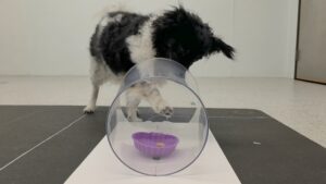 New test detects early signs of dementia in senior dogs through games