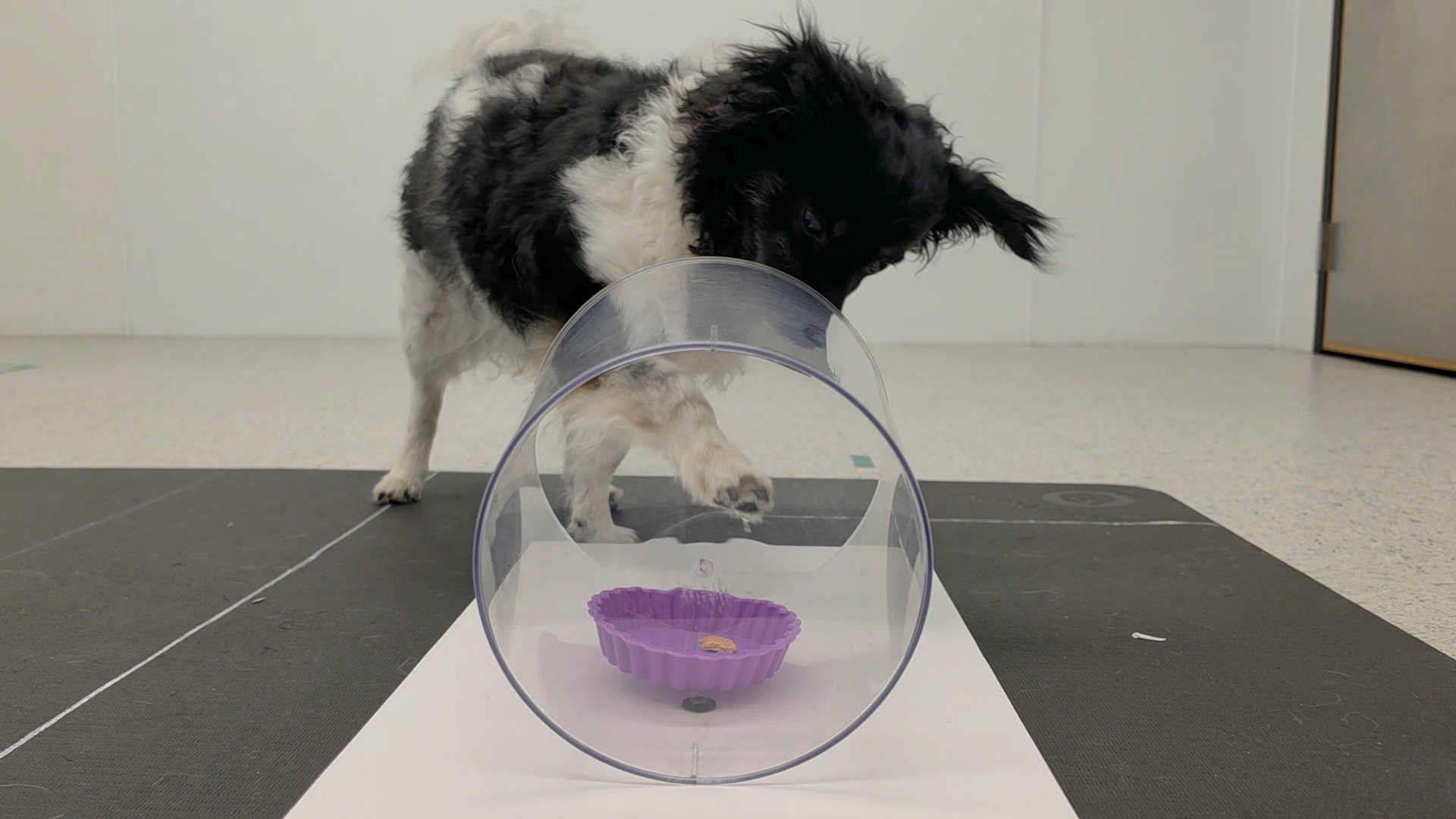 New test detects early signs of dementia in senior dogs through games