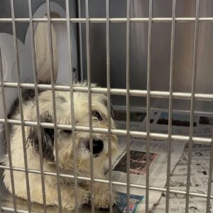 Transformations at Maricopa County Animal Shelter Boost Dog Care Quality Transformations at Maricopa County Animal Shelter Boost Dog Care Quality