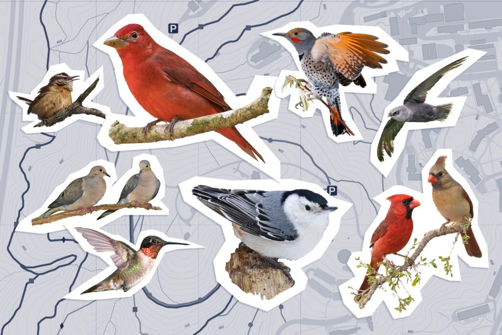 UVA Student Leads Weekly Birdwatching Walks in Charlottesville