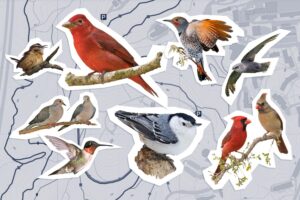 UVA Student Leads Weekly Birdwatching Walks in Charlottesville