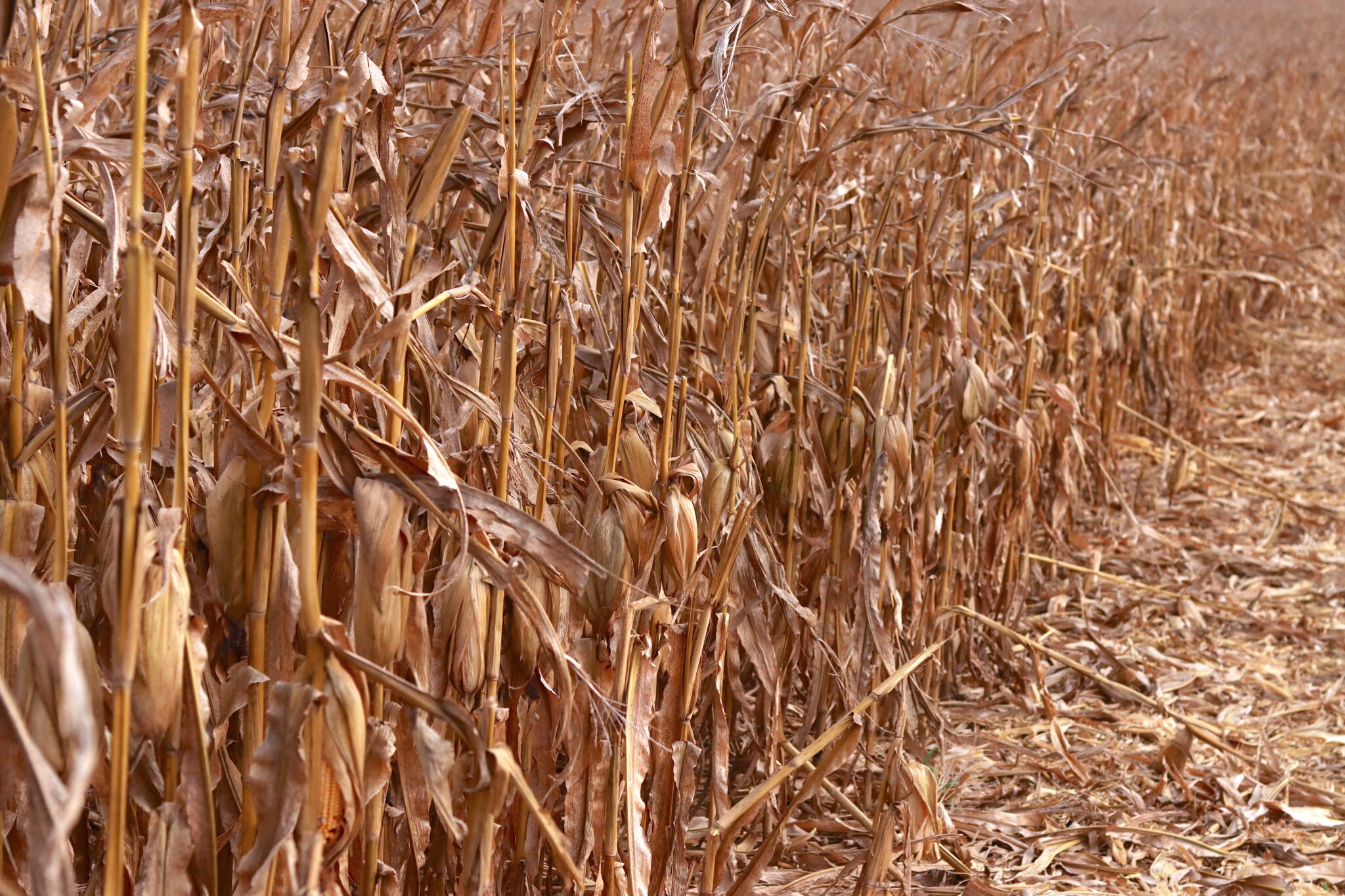 Iowa Farmers Face Another Wet Week as Crop Conditions Slip
