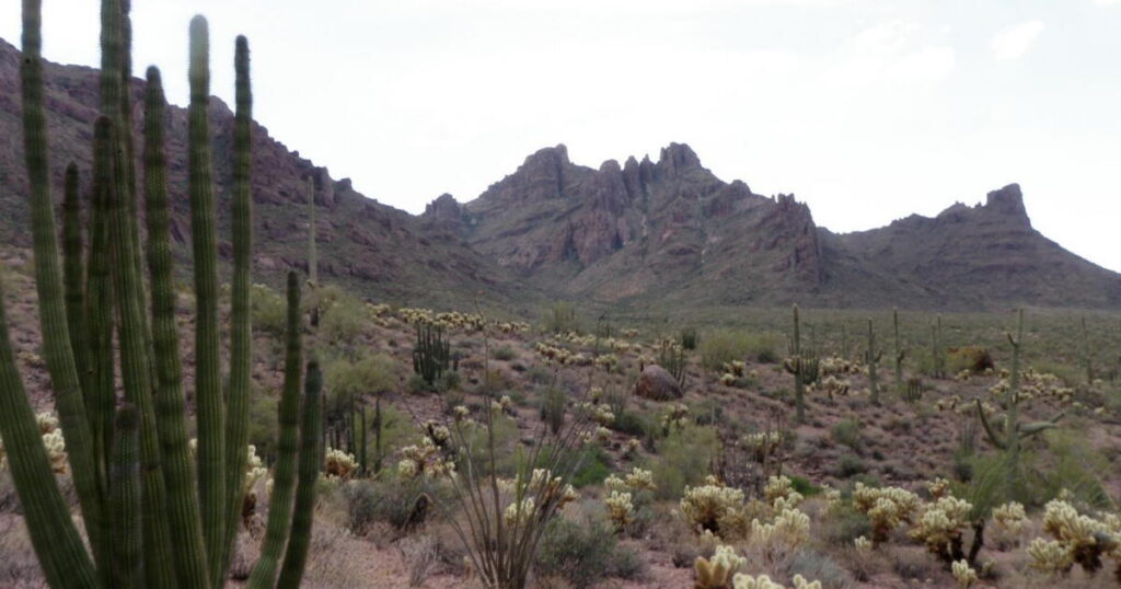 Saguaro Cacti Toppled Again as Second Border Wall Construction Pushes Through Arizona Monument