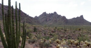 Saguaro Cacti Toppled Again as Second Border Wall Construction Pushes Through Arizona Monument Saguaro Cacti Toppled Again as Second Border Wall Construction Pushes Through Arizona Monument